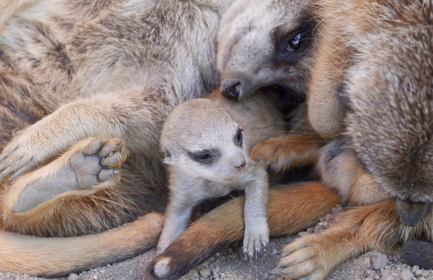 Animal shots of the week